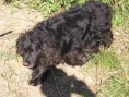 /album/hladame-domov/a5-maciatok-nemcice-076-jpg/
